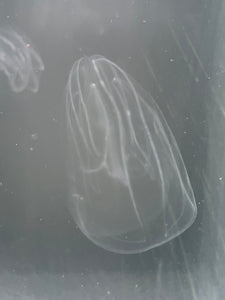 Comb Jellyfish