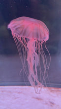 Load and play video in Gallery viewer, Japanese Sea Nettle
