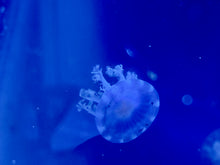 Load image into Gallery viewer, Upside Down Jellyfish