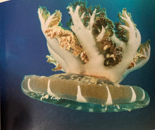 Load image into Gallery viewer, Upside Down Jellyfish