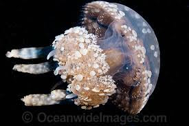 Spotted Lagoon Jellyfish