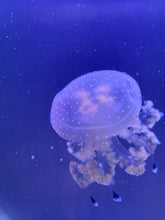 Load image into Gallery viewer, Australian Spotted Lagoon Jellyfish
