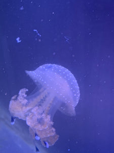 Australian Spotted Lagoon Jellyfish