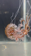 Load and play video in Gallery viewer, Atlantic Sea Nettle
