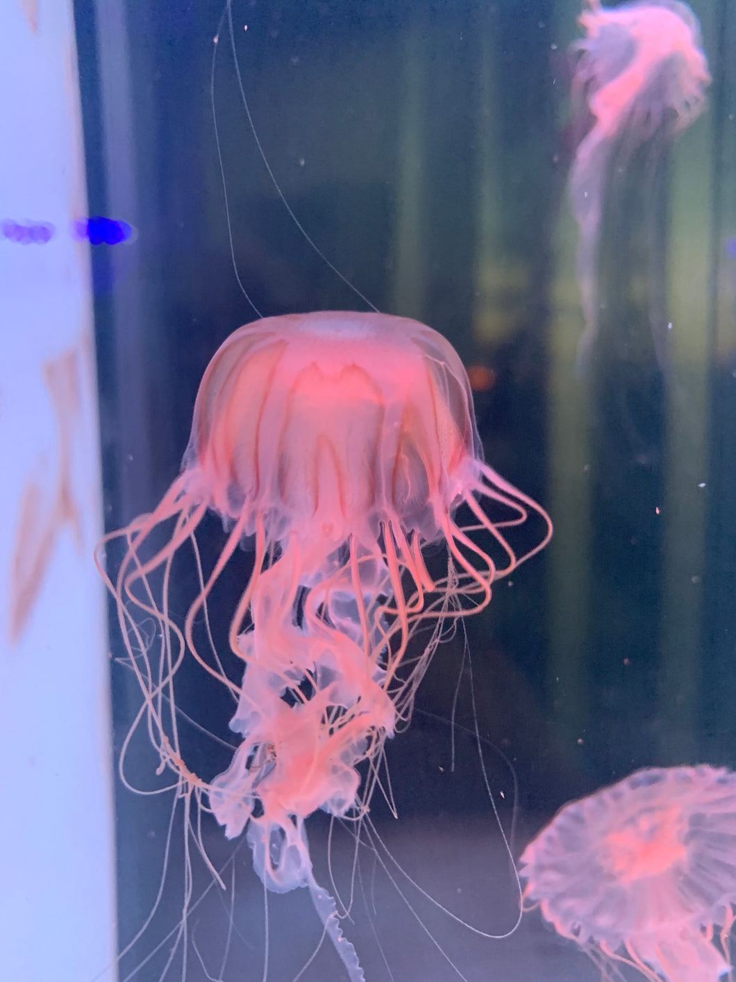 Japanese Sea Nettle