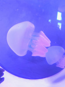 Blubber Jellyfish