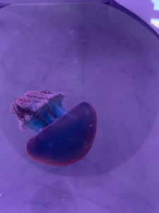 Blubber Jellyfish