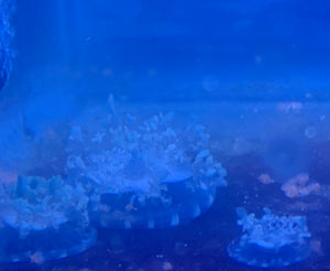 Upside Down Jellyfish