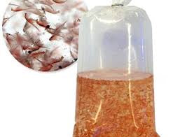 Live Brine Shrimp