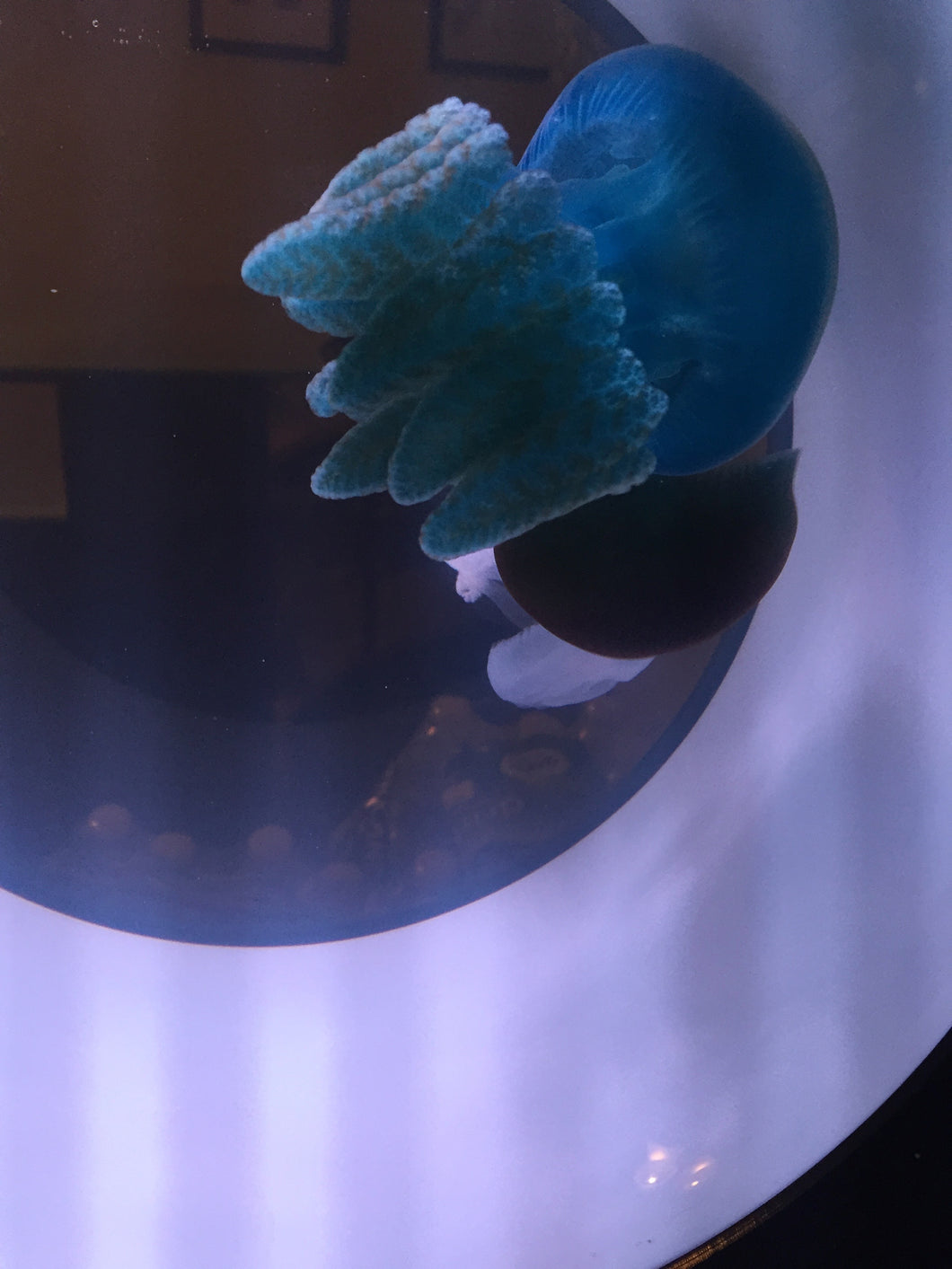 Blubber Jellyfish