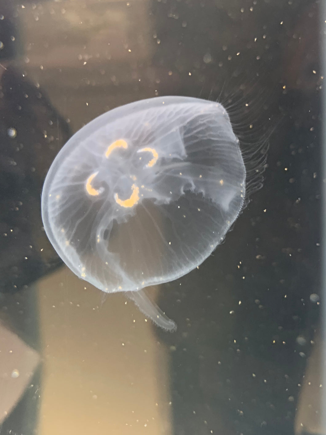 Moon Jellyfish